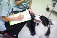 Brisbane Veterinary Emergency & Critical Care Services image 7